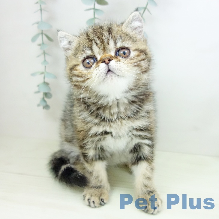 岐阜県のエキゾチック (ペットプラス 各務原店/2025年12月16日生まれ/男の子/ブラウンタビー)の子猫の1枚目の画像