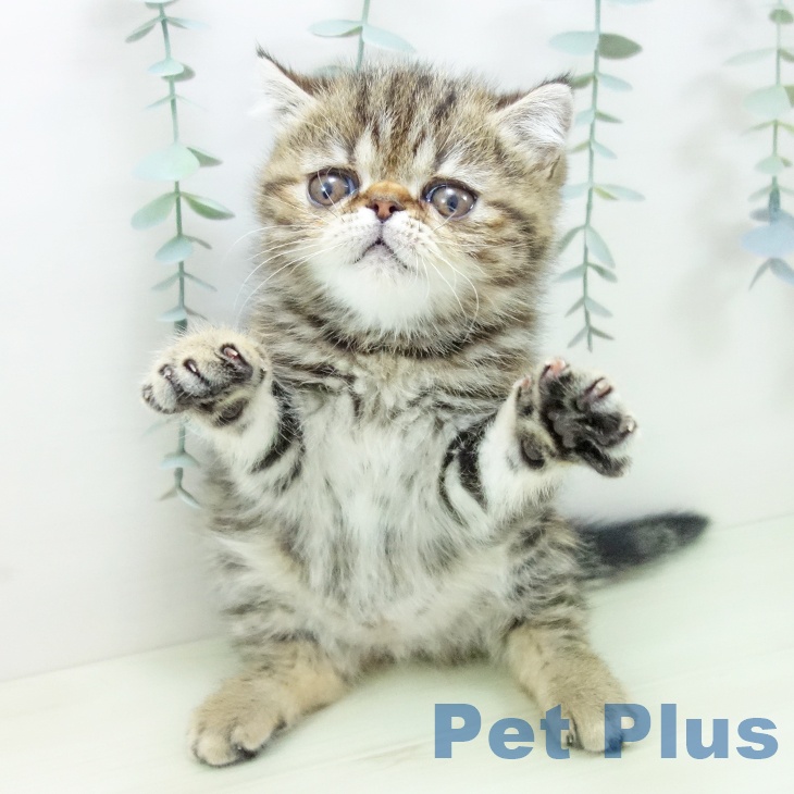 岐阜県のエキゾチック (ペットプラス 各務原店/2025年12月16日生まれ/男の子/ブラウンタビー)の子猫の2枚目の画像