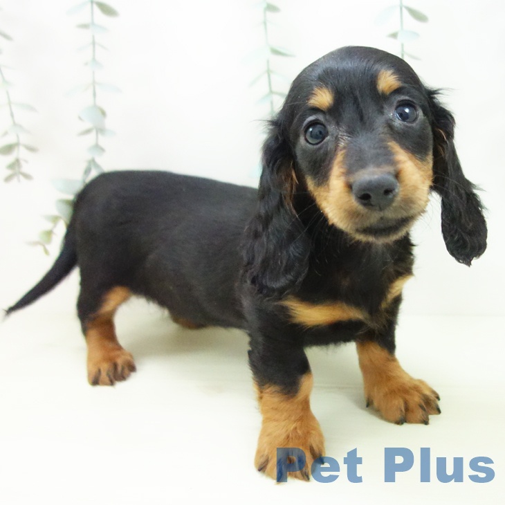 三重県のミニチュアダックスフンド(ロング) (ペットプラス 東員店/2025年12月19日生まれ/女の子/ブラックタン)の子犬の1枚目の画像