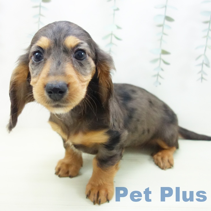 ミニチュア・ダックスフンド