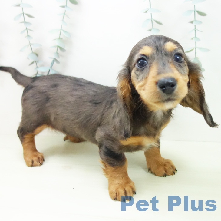 ミニチュア・ダックスフンド