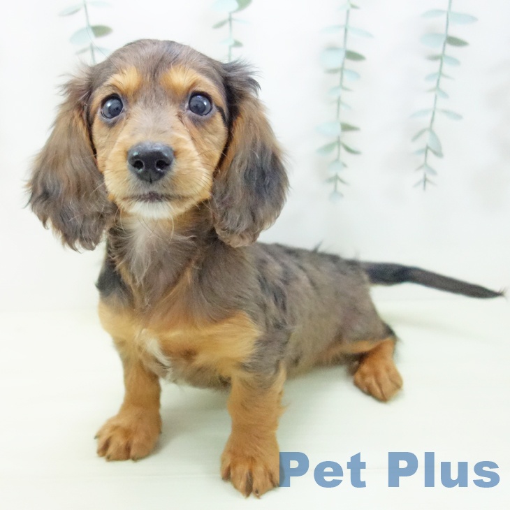 ミニチュア・ダックスフンド