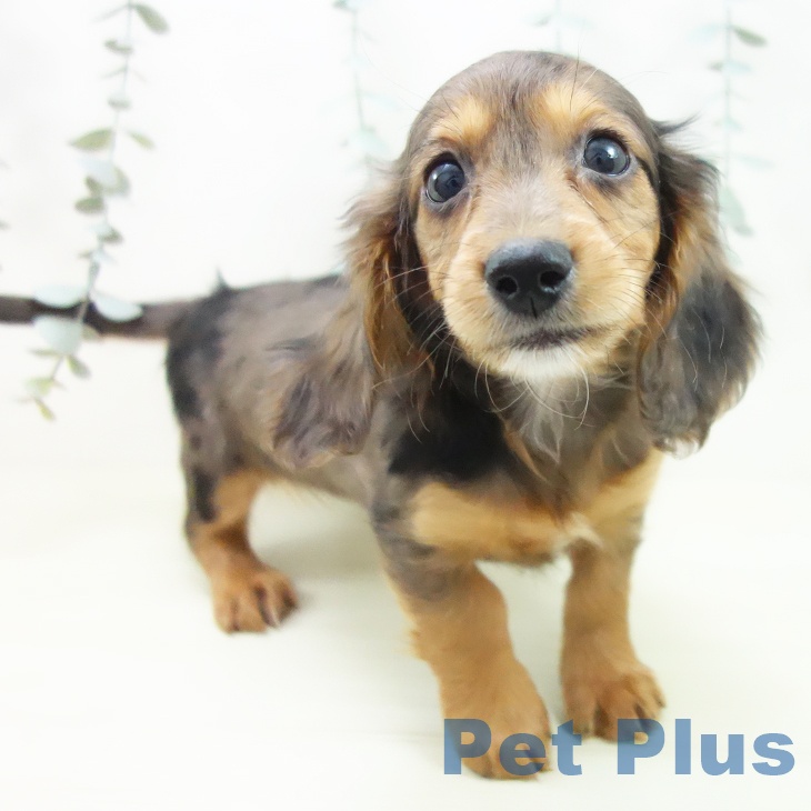 ミニチュア・ダックスフンドの写真2