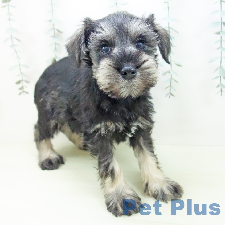 ミニチュア・シュナウザー