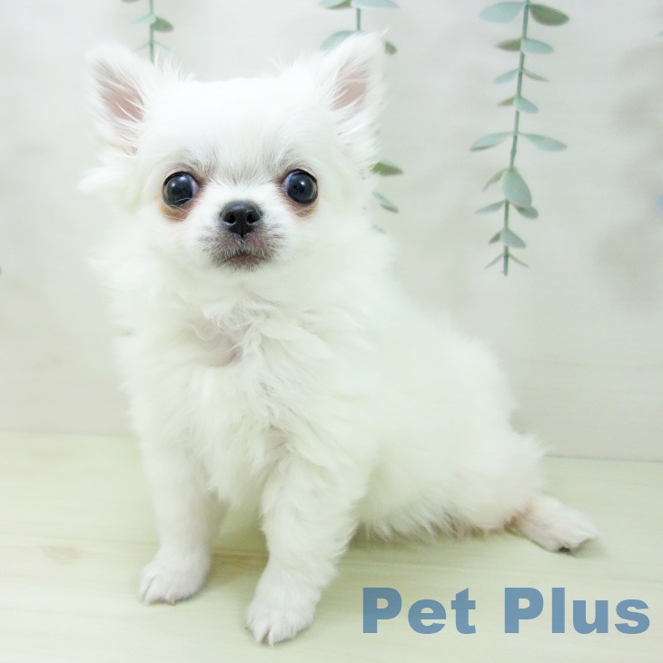愛知県のチワワ(ロング) (ペットプラス ナゴヤドーム前店/2025年12月19日生まれ/女の子/ホワイトクリーム)の子犬の2枚目の画像