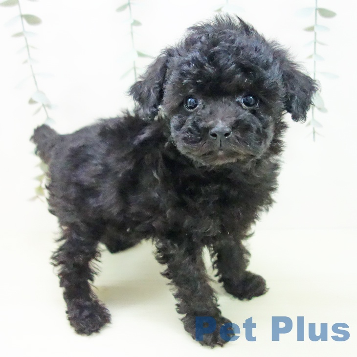 トイ・プードル