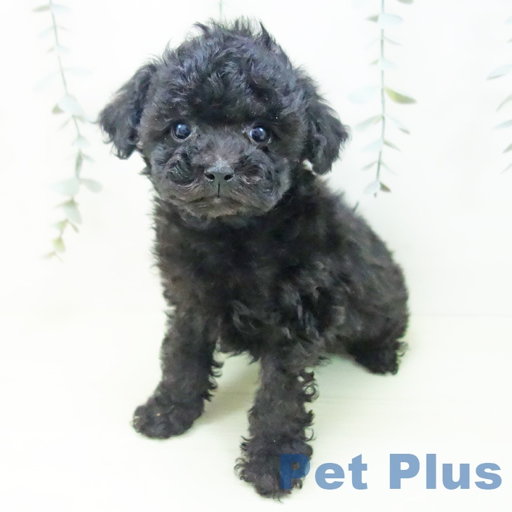 トイ・プードル