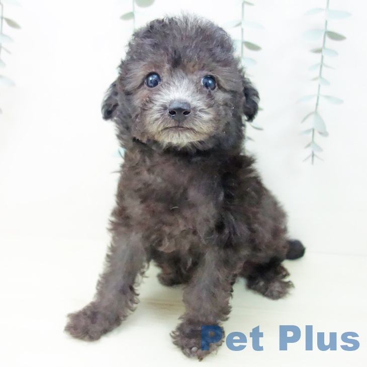 トイ・プードルの写真2