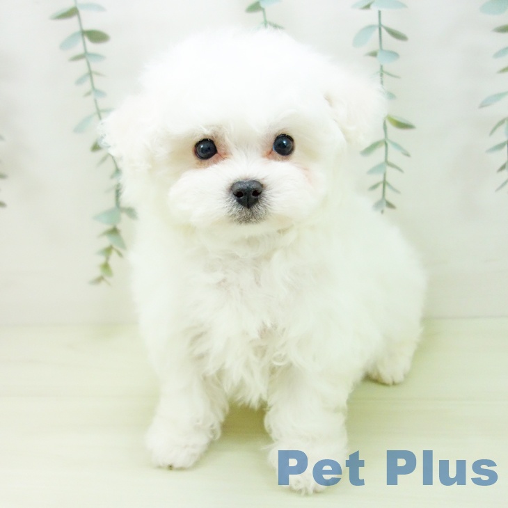 ビション・フリーゼの写真2