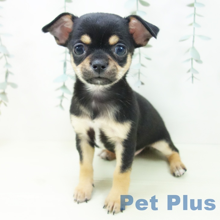 三重県のチワワ(ロング) (ペットプラス 津南店/2025年12月19日生まれ/男の子/ブラックタン)の子犬の1枚目の画像