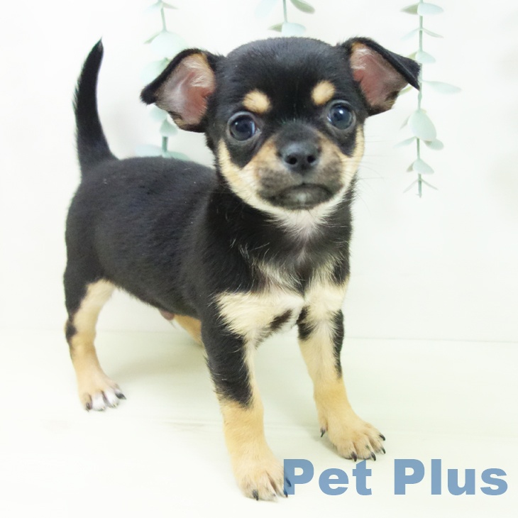 三重県のチワワ(ロング) (ペットプラス 津南店/2025年12月19日生まれ/男の子/ブラックタン)の子犬の2枚目の画像