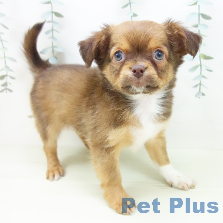 三重県のチワワ(ロング) (ペットプラス 津南店/2025年12月19日生まれ/男の子/チョコレートフォーンホワイト)の子犬の1枚目の画像