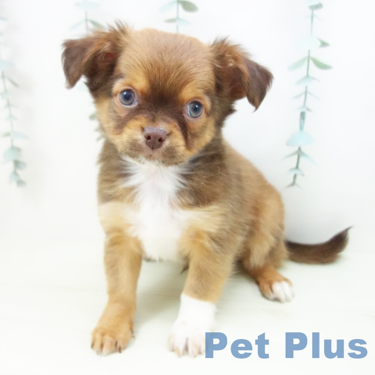 三重県のチワワ(ロング) (ペットプラス 津南店/2025年12月19日生まれ/男の子/チョコレートフォーンホワイト)の子犬の2枚目の画像