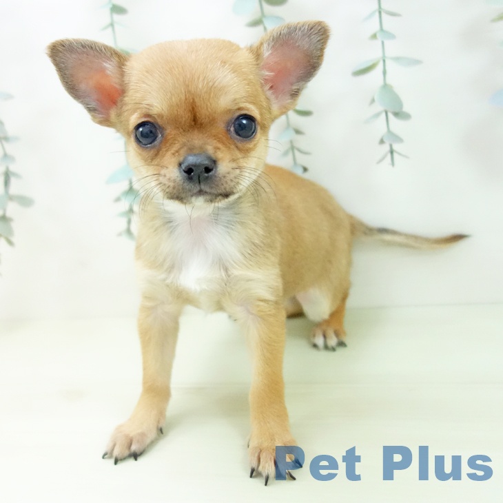 福井県のチワワ(ロング) (ペットプラス 福井店/2025年12月19日生まれ/女の子/フォーン)の子犬の1枚目の画像