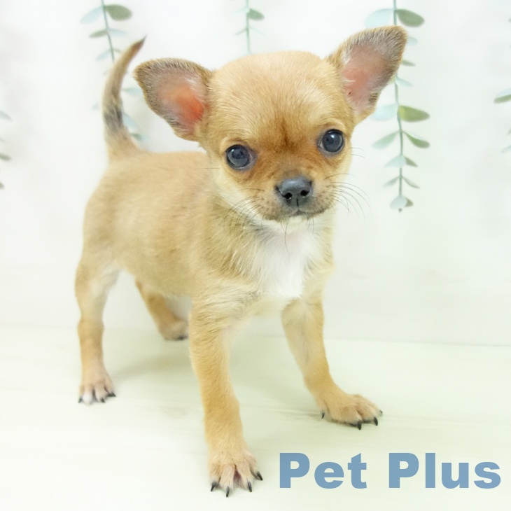 福井県のチワワ(ロング) (ペットプラス 福井店/2025年12月19日生まれ/女の子/フォーン)の子犬の2枚目の画像