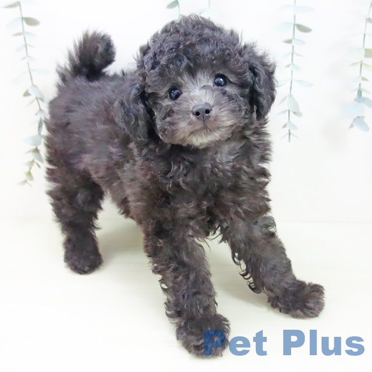 トイ・プードル