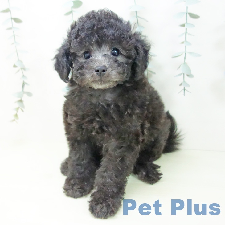 トイ・プードルの写真2