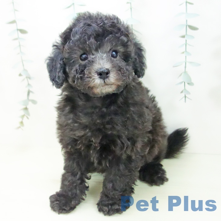 トイ・プードル