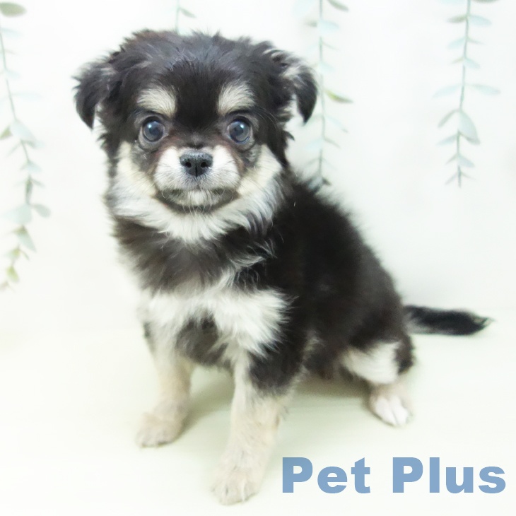 岐阜県のチワワ(ロング) (ペットプラス 光ケ丘店/2025年12月21日生まれ/女の子/ブラッククリーム)の子犬の2枚目の画像