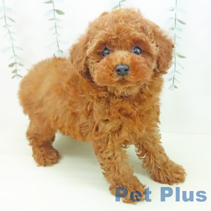 トイ・プードル