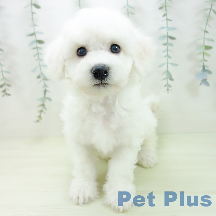 ビション・フリーゼ