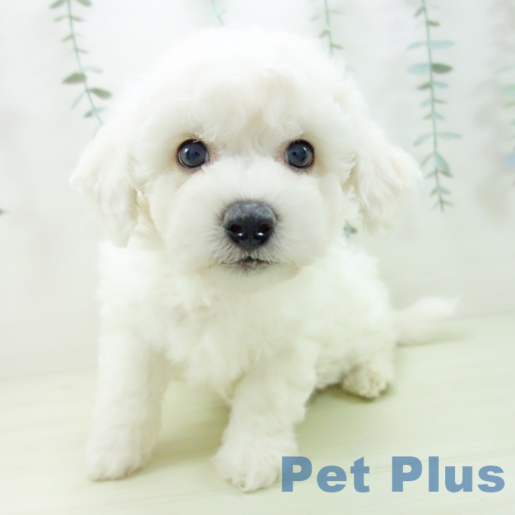 ビション・フリーゼ