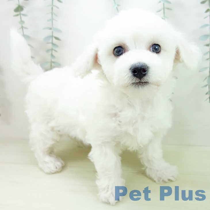 ビション・フリーゼ