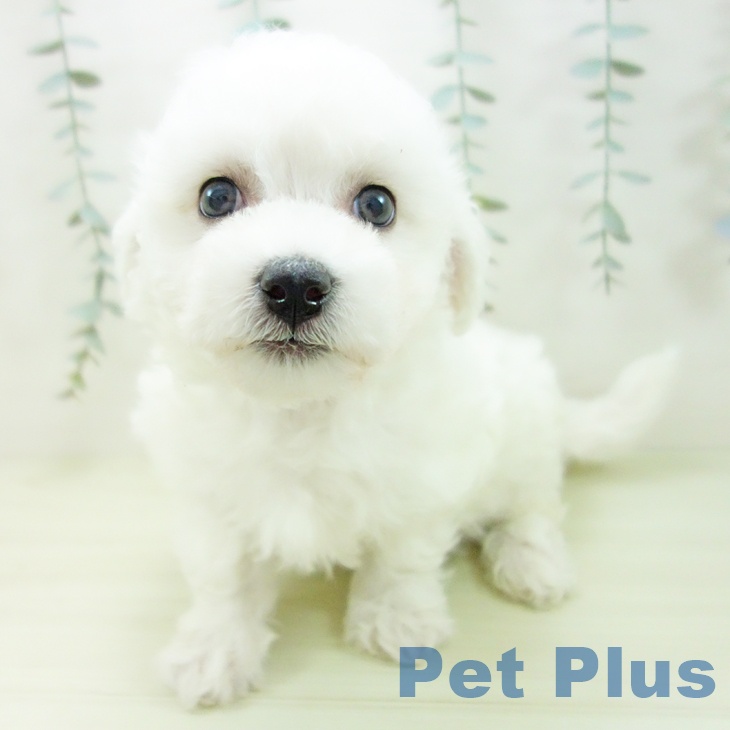 ビション・フリーゼの写真2