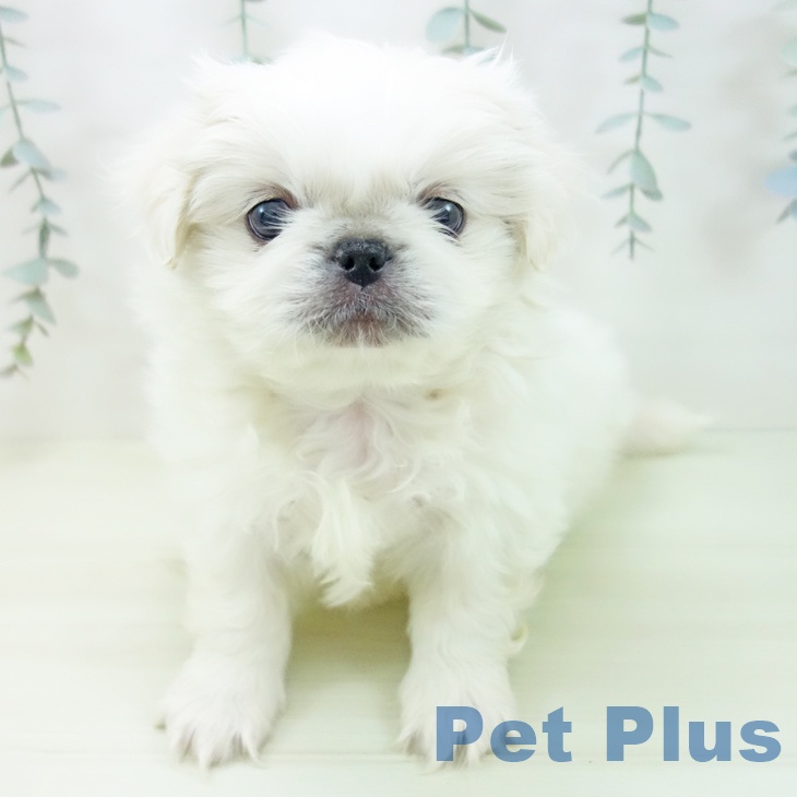 ペキニーズの写真2