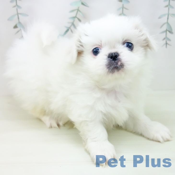 ペキニーズの写真2