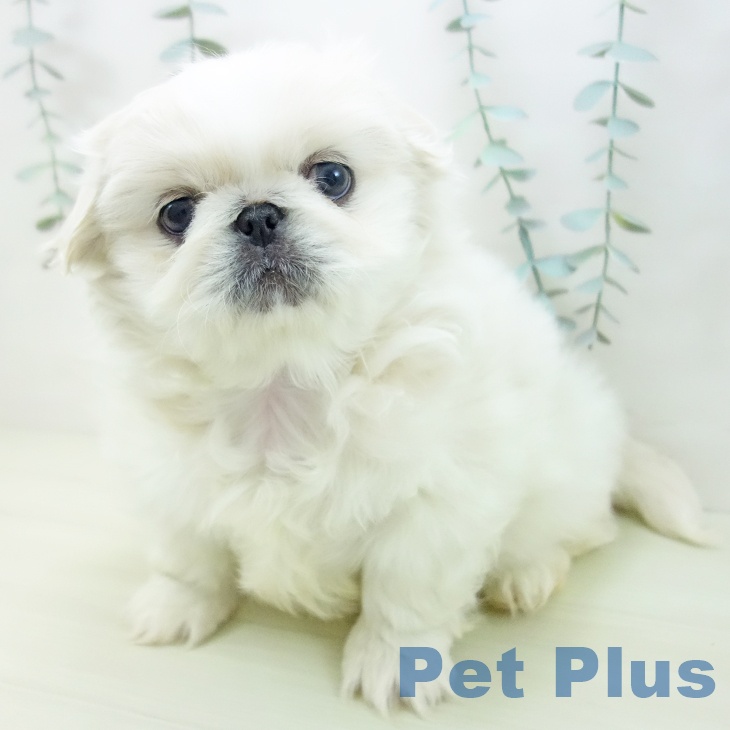 富山県のペキニーズ (ペットプラス 高岡店/2025年12月23日生まれ/女の子/クリーム)の子犬の2枚目の画像