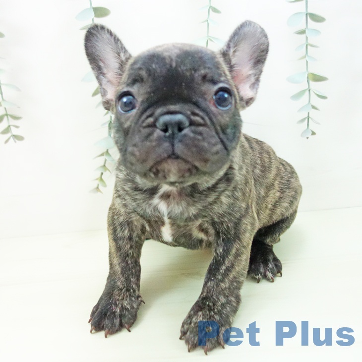 フレンチ・ブルドッグ