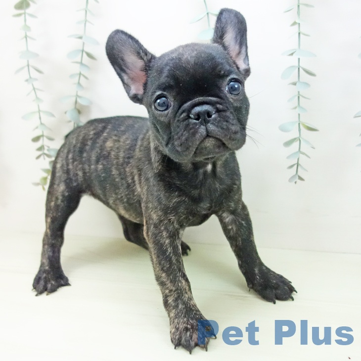 フレンチ・ブルドッグ