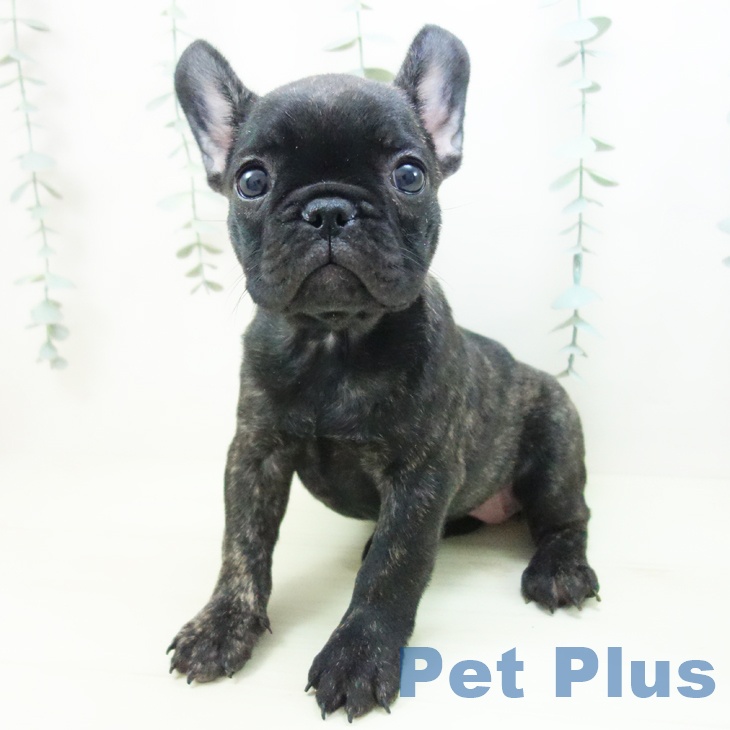 フレンチ・ブルドッグの写真2