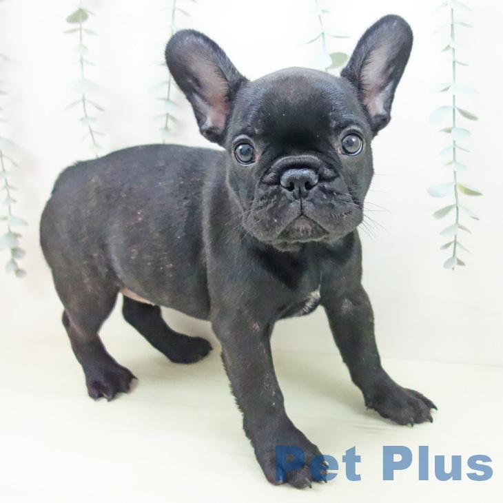 フレンチ・ブルドッグ