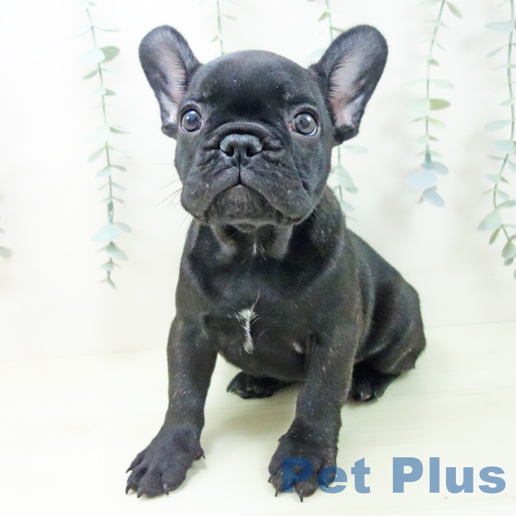 フレンチ・ブルドッグの写真2