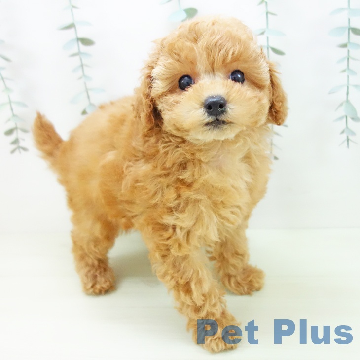 トイ・プードル