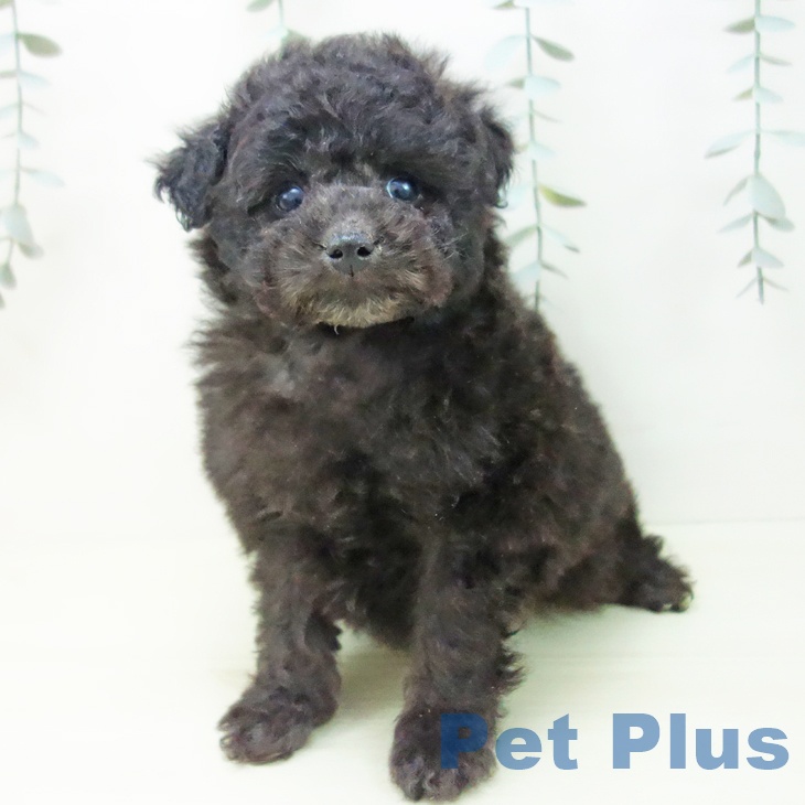 トイ・プードルの写真2