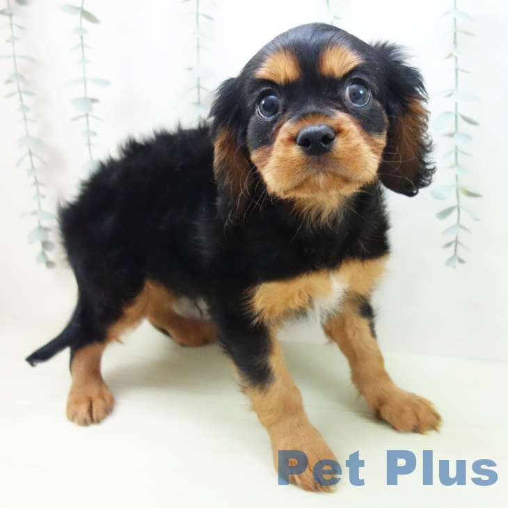 キャバリア・キングチャールズ・スパニエル