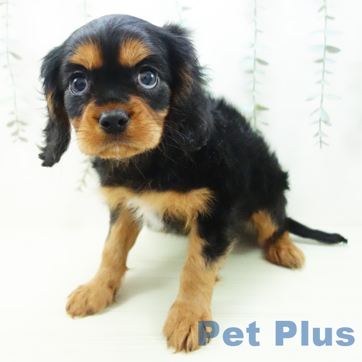 キャバリア・キングチャールズ・スパニエル