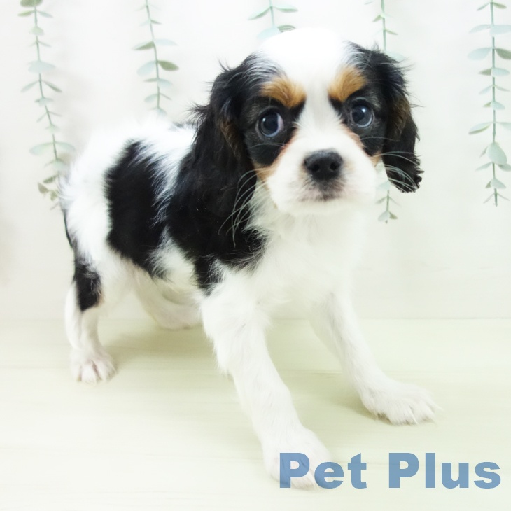 キャバリア・キングチャールズ・スパニエル