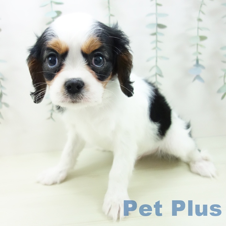 キャバリア・キングチャールズ・スパニエル