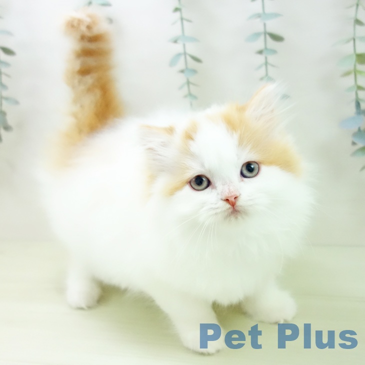 スコティッシュフォールド