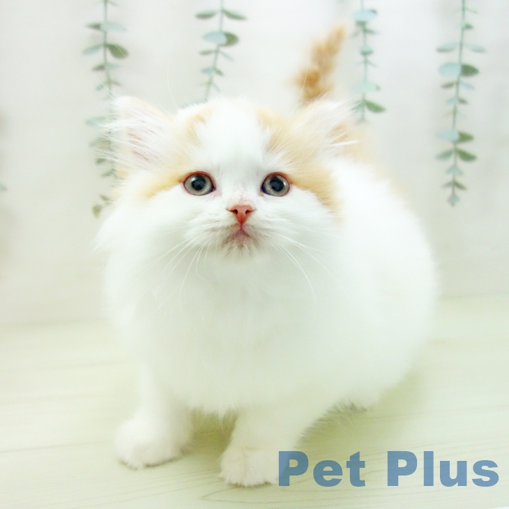 スコティッシュフォールドの写真2