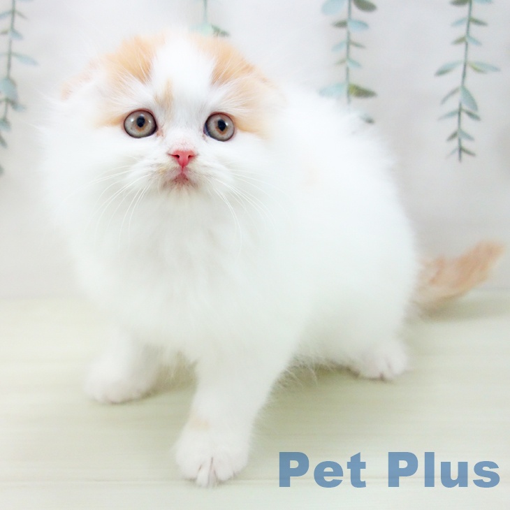 スコティッシュフォールドの写真2