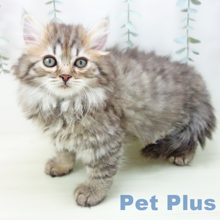 熊本県のサイベリアン (ペットプラス 熊本店/2025年12月20日生まれ/女の子/ブラウンタビー)の子猫の2枚目の画像
