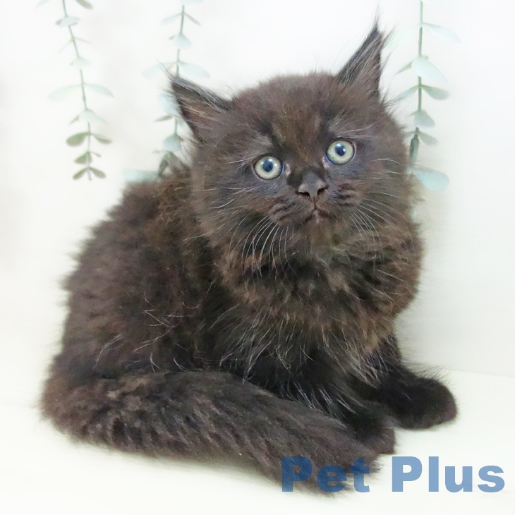 愛知県のマンチカン (ペットプラス 三好店/2025年12月21日生まれ/男の子/ブラック)の子猫の1枚目の画像