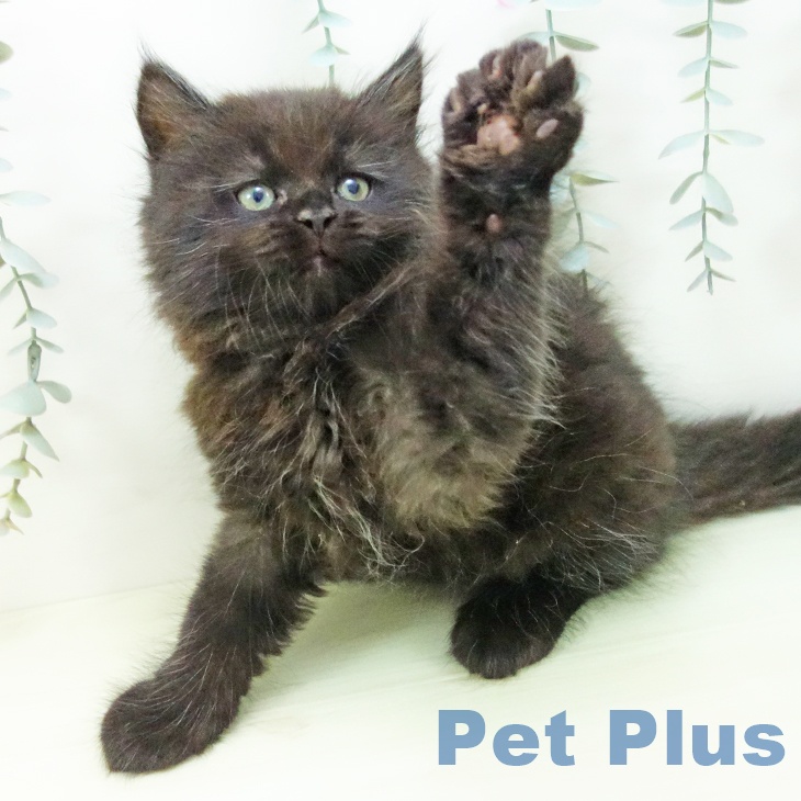 愛知県のマンチカン (ペットプラス 三好店/2025年12月21日生まれ/男の子/ブラック)の子猫の2枚目の画像