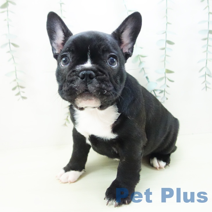 フレンチ・ブルドッグの写真2