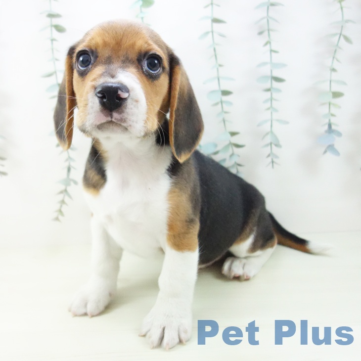 ビーグルの写真2